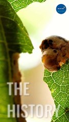 The Fascinating History of Silk 🧵