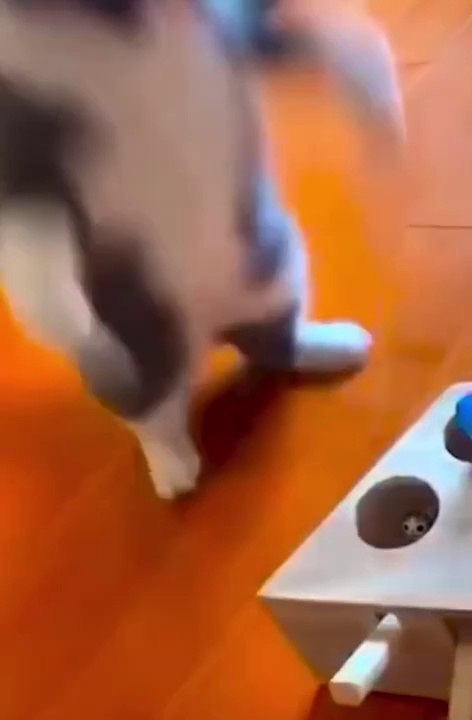 funny cat videos