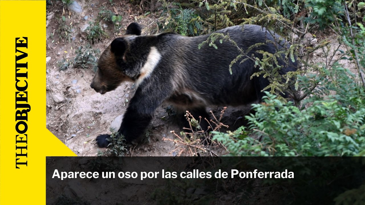 Aparece un oso por las calles de Ponferrada
