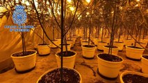 Policía Nacional desmantela la mayor plantación 'indoor' de Palencia