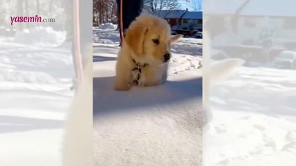 Karla ilk kez tanışan köpek yavrusu verdiği tepkilerle herkesi güldürdü!