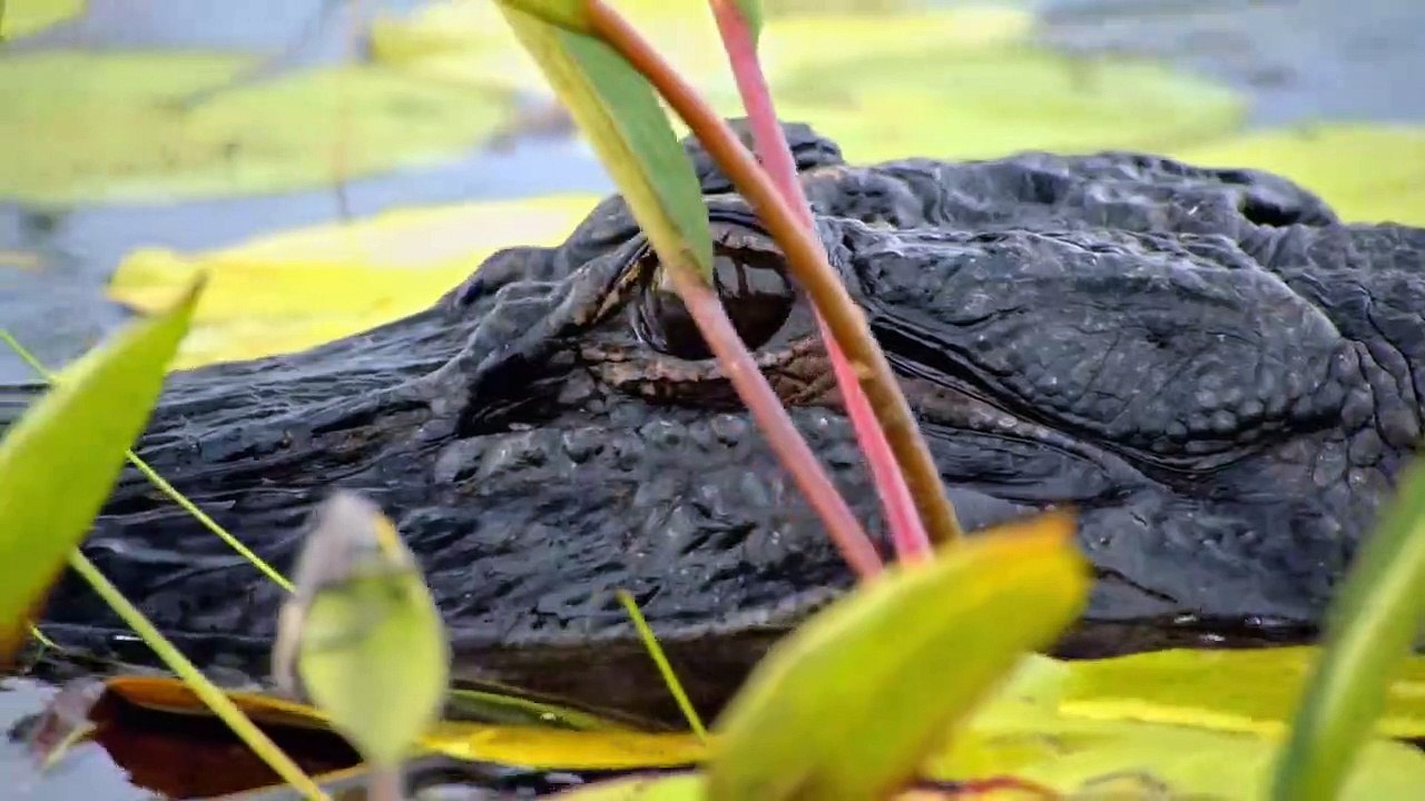 Louisiana Law - Die Wildlife-Ranger Staffel 2 Folge 6 HD Deutsch