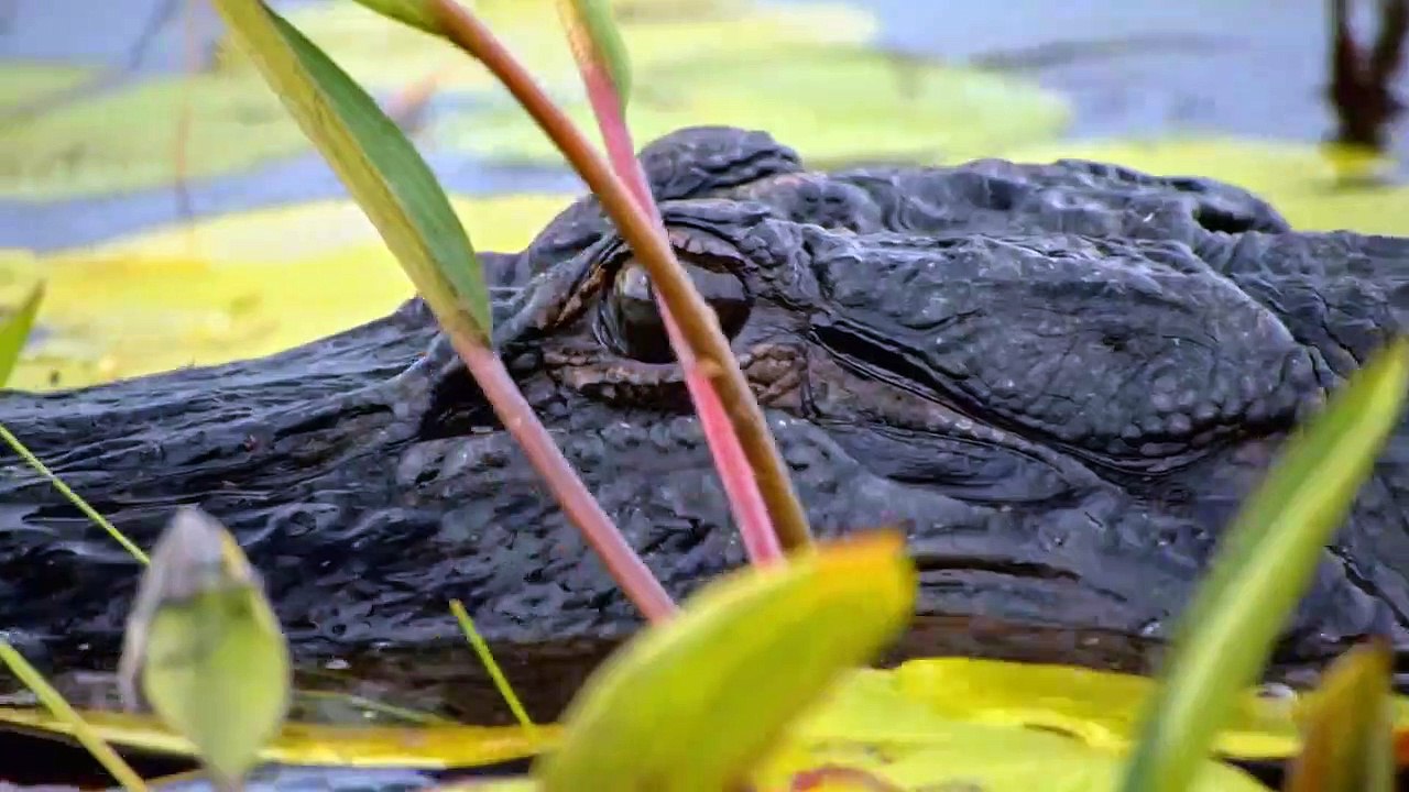 Louisiana Law - Die Wildlife-Ranger Staffel 2 Folge 8 HD Deutsch