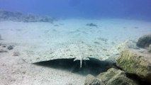 Spiny Butterfly Ray - Kazık Kuyruk Vatoz