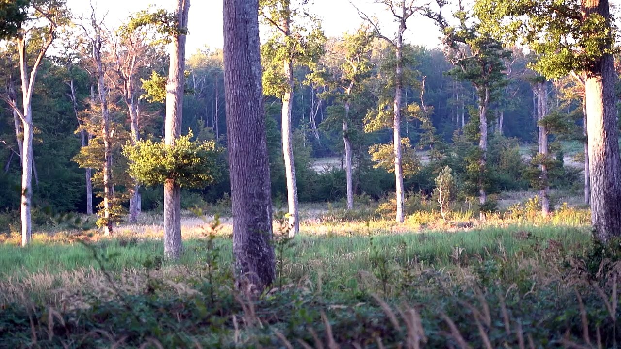 Brame du cerf dans l'Allier: un cri qui fascine, une chasse qui divise