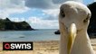Seagull's hilarious beach 'selfie' goes viral