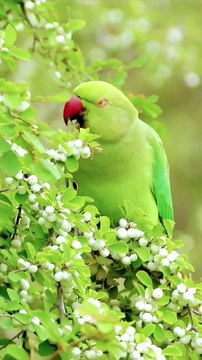 birds lovers#new whatsapp status #naturestatus #perote new whatsApp status#short