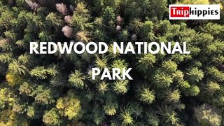 Redwood National Park Vlog | Trip Hippies | Editing By Deepak Awasthi