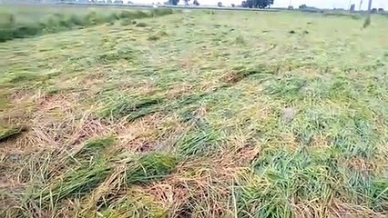 अन्नदाता की मेहनत पर फिरा पानी, पानी में तैर रही फसलें