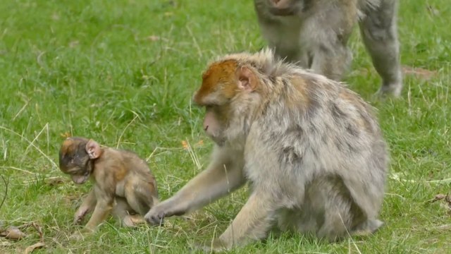 Relax with cute animals, monkey, deer, cow, kudu, donkey, duck, penguin, elephant, goat