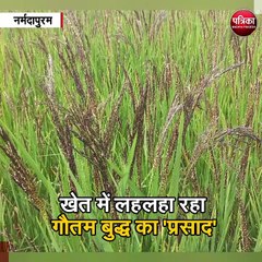 नर्मदापुरम : खेत में लहलहा रहा गौतम बुद्ध का 'प्रसाद'