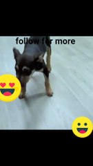 Happy dancing dog funny and cute
