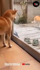 Funny vide || Cats and dogs fighting very funny__