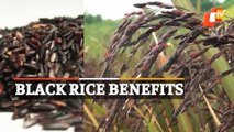 Black Rice Benefits: Include Black Rice In Your Diet To Keep Diseases At Bay