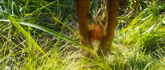 Pelé - Naissance d'une légende Bande-annonce (EN)