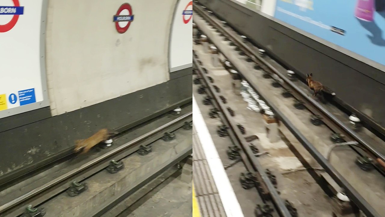 Fox on the rails forces train to slow down *Odd Start to a Day*