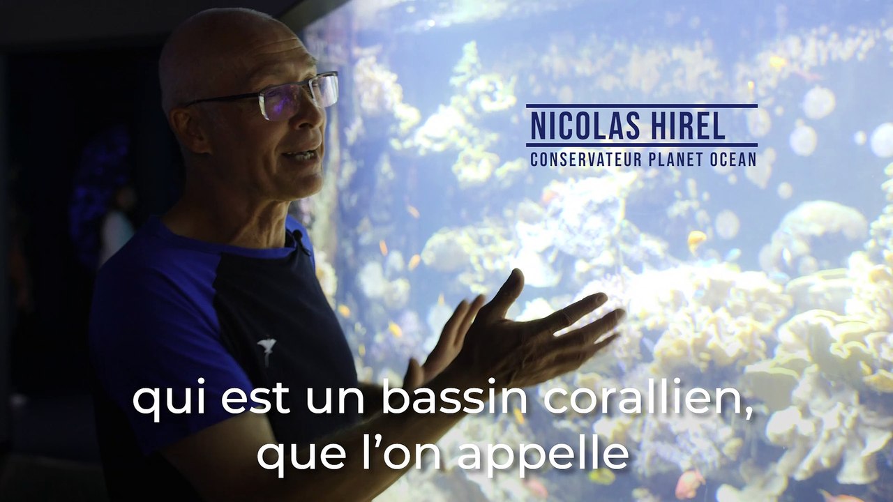 Planet Ocean et son bassin corallien : décryptage de son entretien