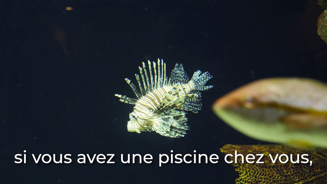Planet Ocean : Le système de filtration des bassins