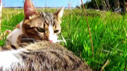 Cat ASMR, for Relaxation and Sleep 8