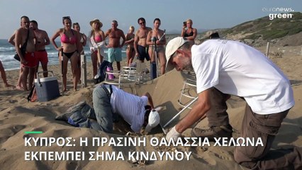 Κύπρος: Η πράσινη θαλάσσια χελώνα εκπέμπει SOS