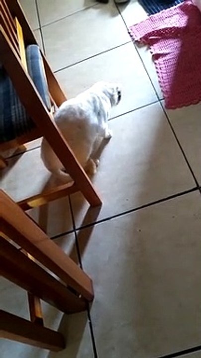 Meu gatinho vadio 2