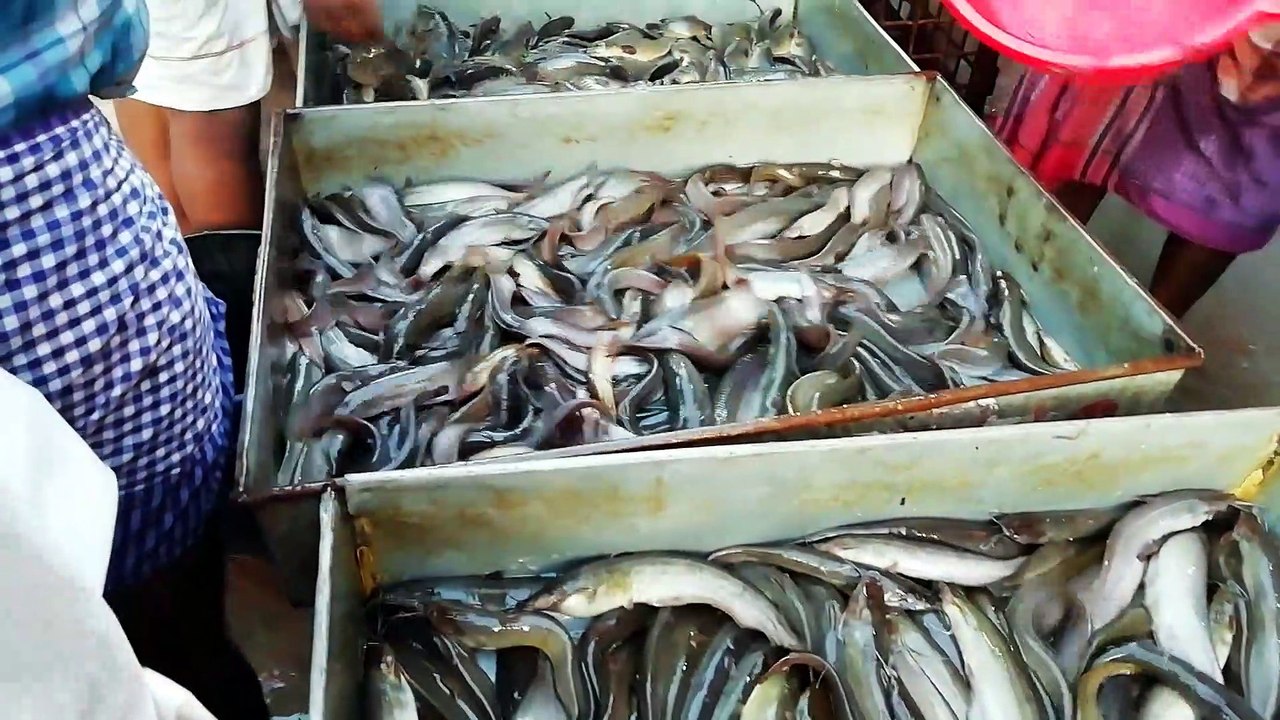 Fish wholesale Market of Bangladesh- Fresh fish Wholesale BD