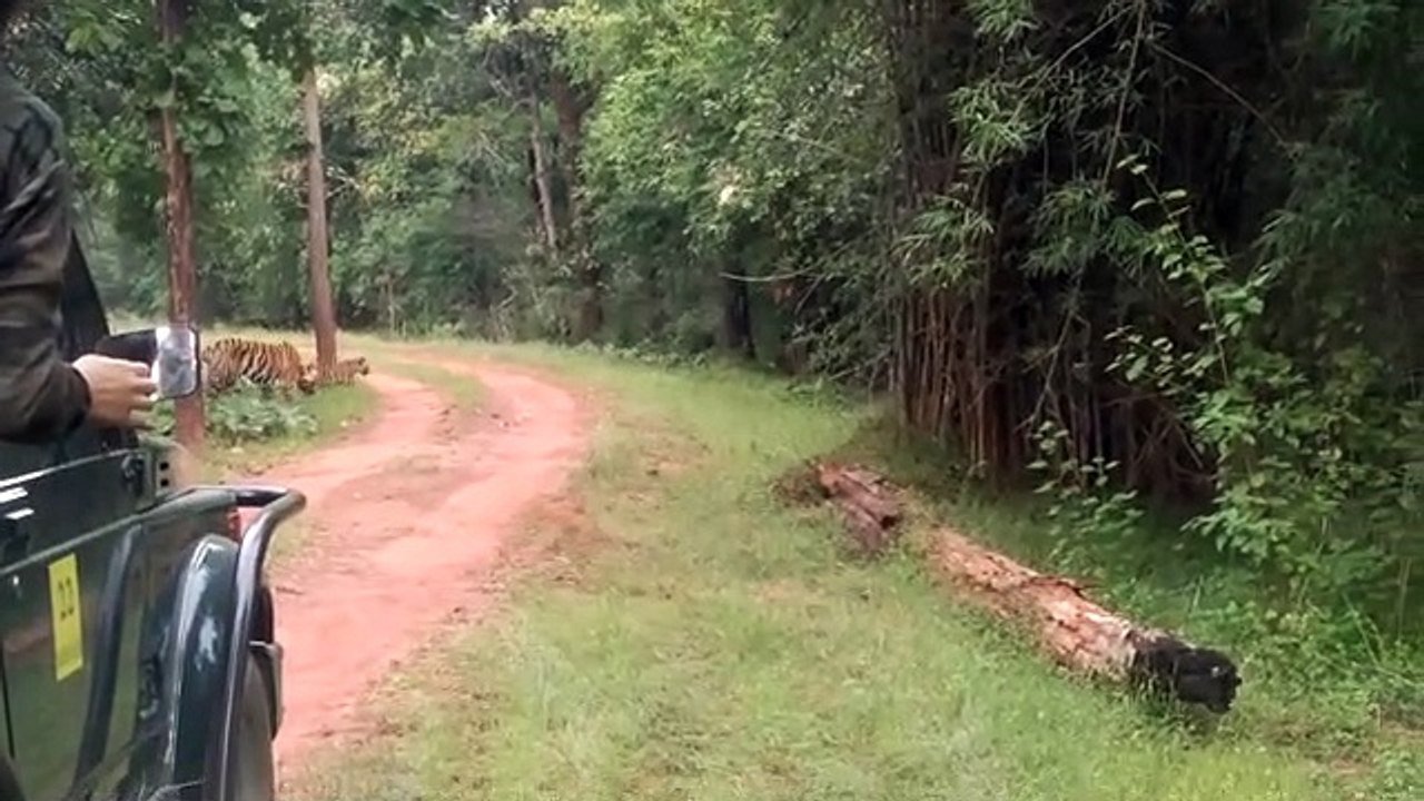 Bandhavgarh Tiger Reserve: शावकों के साथ दिखी ब...