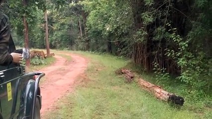 Bandhavgarh Tiger Reserve: शावकों के साथ दिखी बाघिन तारा, रोमांचित हुए जंगल सफारी कर रहे पर्यटक