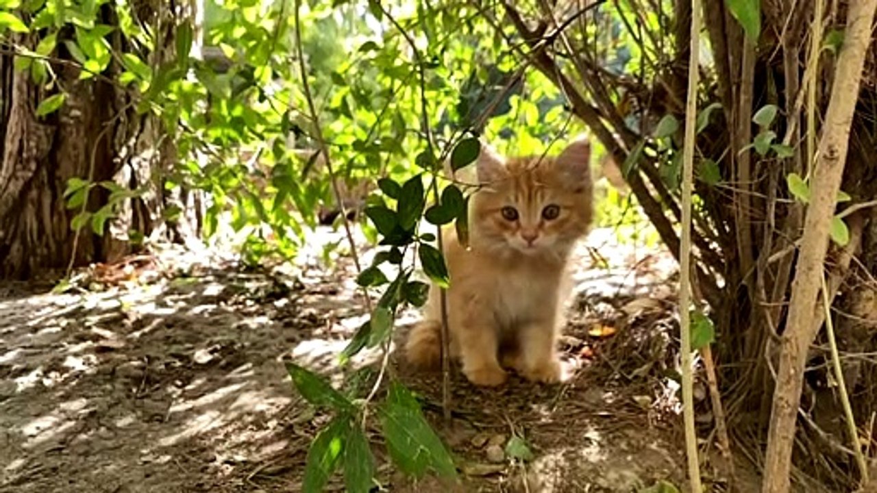 So cute and beautiful cat