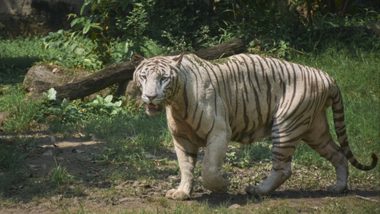 Blutrünstiger tiger tötet 9 menschen - darunter auch 2 kinder!