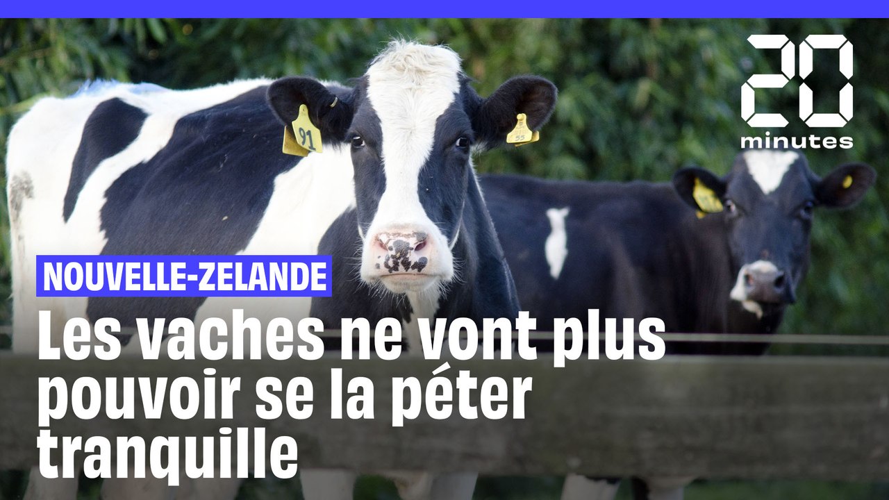 La Nouvelle-Zélande veut taxer les pets de vaches