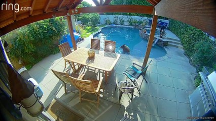Bear Takes A Dip in the Pool, a Trip to the Spa