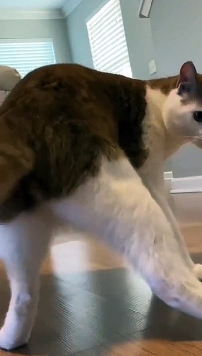 dancing cat