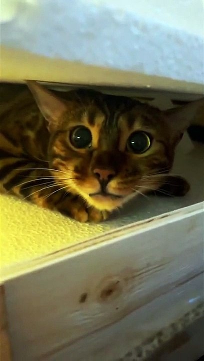 scary cat