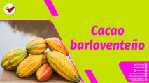 Buena Vibra | Cacaocultores de Acevedo buscan mejorar la calidad de producción local