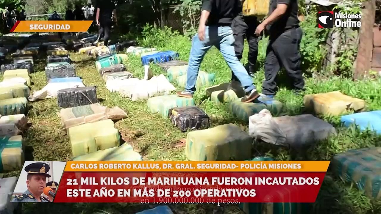 21 mil kilos de marihuana fueron incautados este año en más de 200 operativos