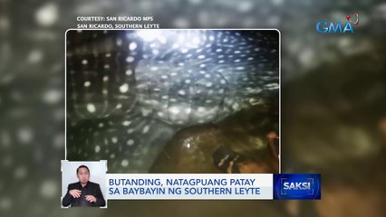 Download Video: Butanding, natagpuang patay sa baybayin ng Southern Leyte | Saksi