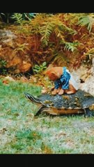 Funny Cute Cat  Turtle  Moments #shorts #funnyanimals