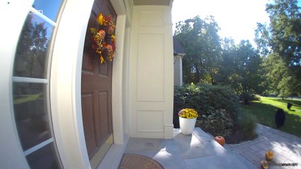 Bears Grabbing Gourds and Gallivanting Away