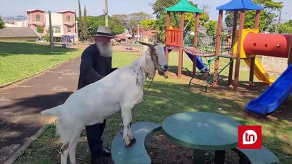 Morador de Apucarana faz sucesso com bode de estimação; assista