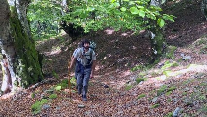 Experts monitor brown bear population in Pyrenees