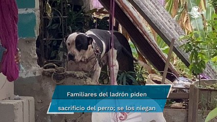 Pitbull defiende su hogar y casi le arrana el brazo a ladrón que intentó robar