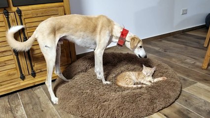 Dog Asks Nicely That Cat Leaves The Bed