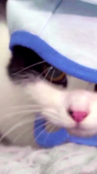 Lovely Kitten Cat   ll