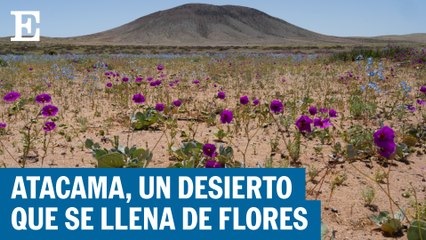 El desierto florido en Chile