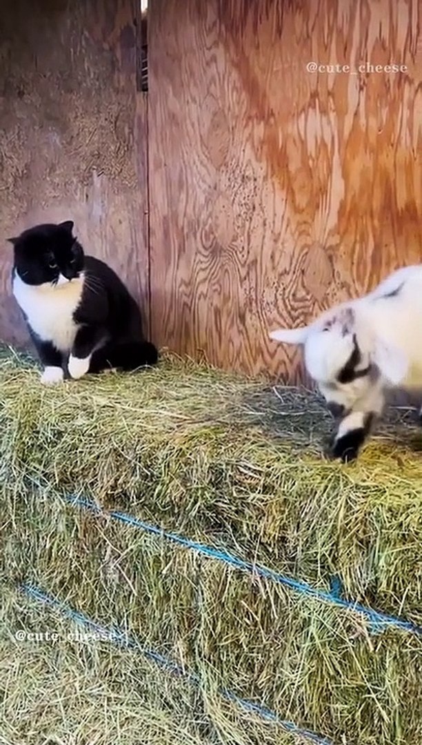⁣Funny Pets