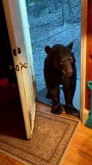 Black Bear Closing Door Likes to Fool Around