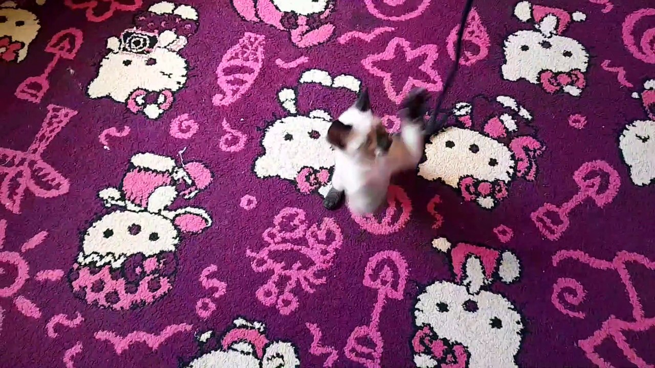 شاهد قطط  السيامو تلعب