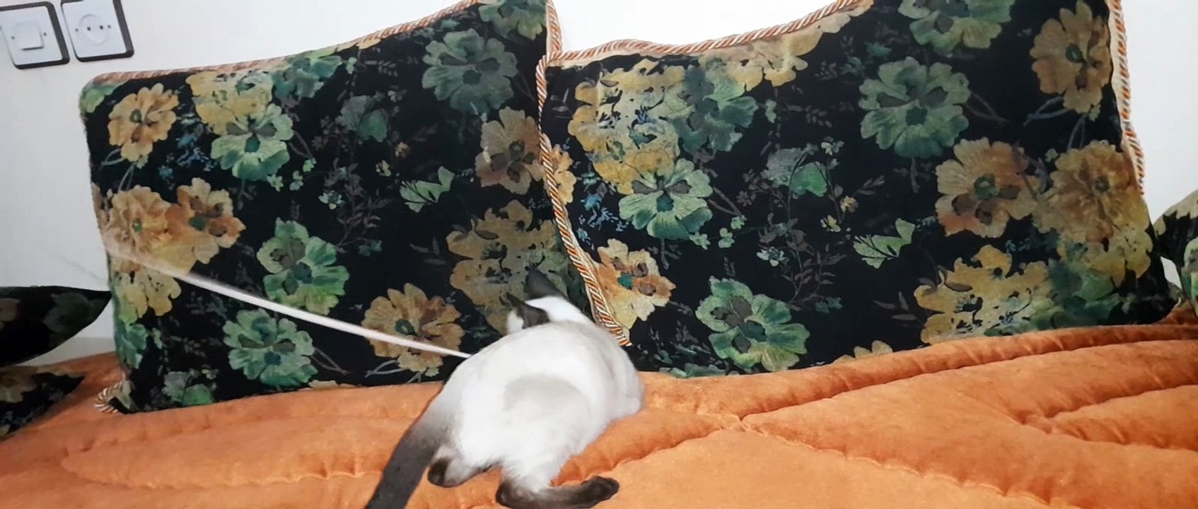 افضل قطط السيامي