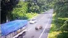 The rhino in need of a zebra crossing! Giant beast is left in a spin and unsteady on its feet after charging into a truck